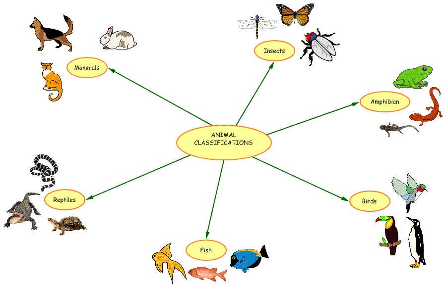 Mrs Haidarah Eld Specialist Animal Classification Poster