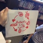Students drawing on a whiteboard of  the butterfly lifecycle