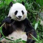 photograph of giant panda eating bamboo