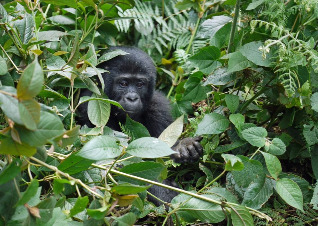 Gorilla eating in the midst of many tropical plants