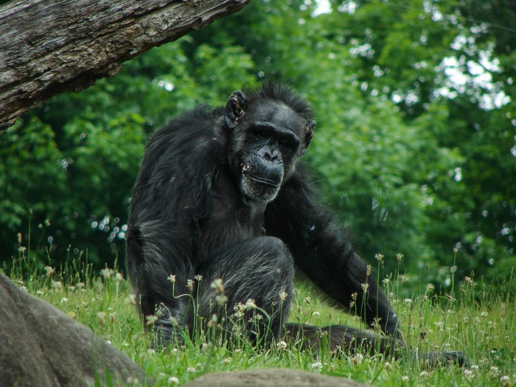 gorilla under a fallen tree