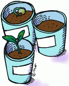 plants in cups