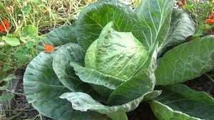 Large cabbage