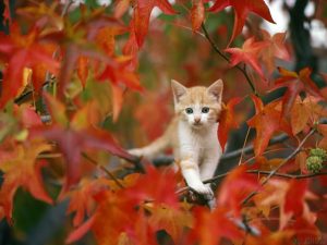 fall kitty
