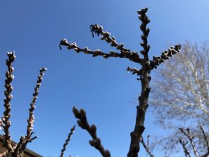 budding decorative peach tree