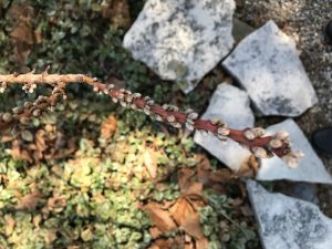 decorative peach tree with buds