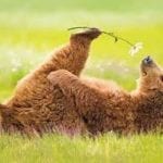 Spring bear
