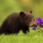 spring bear4