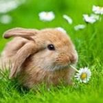 spring bunny