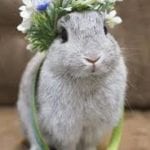 spring bunny 2