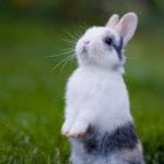spring bunny4
