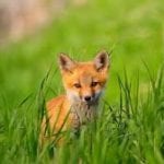 spring fox