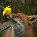 spring fox 2