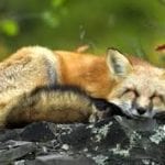 spring fox4