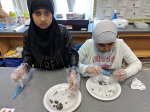 Students investigation owl pellet.