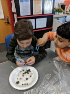 Student investigating owl pellet.