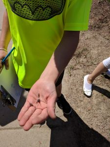 Student holding an isopod