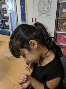 Student observing a sow bug.