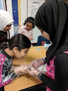 Finding bones 