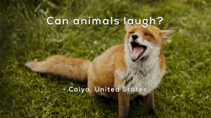 Image result for can animals laugh mystery science