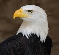 Mrs. Dagher's 6th Grade Science Class | dagherd@dearbornschools.org