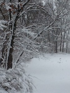 IMG_0719