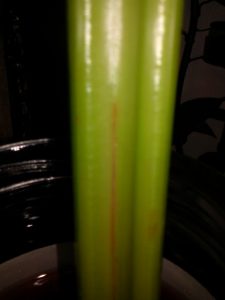 You can see the red water travelling through the xylem of the celery stem!