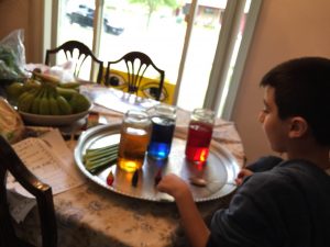 Rayan preparing his colored water for the celery experiment!