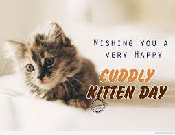Image result for cuddly kitten day