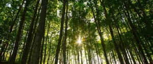 trees