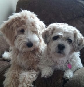 dogs
