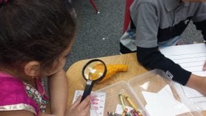 We used magnifying glasses to investigate the physical characteristics of our gourds.