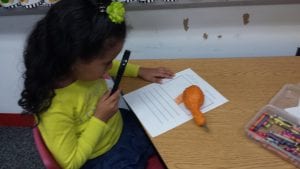 We used magnifying glasses to investigate the physical characteristics of our gourds.