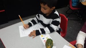 We illustrated our gourds like "scientists" paying attention to detail before writing a fact about our gourds.