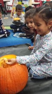 We are investigating...What is inside of our pumpkin?...