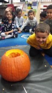 We are investigating...What is inside of our pumpkin?...