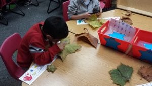 We investigated leaves of different shapes and colors using magnifying lenses. We talked about their similarities and differences. 