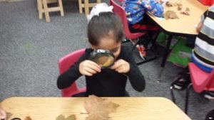 We investigated leaves of different shapes and colors using magnifying lenses. We talked about their similarities and differences. 