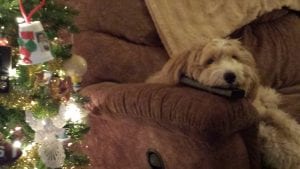Last...here is my silly dog, Doodle, relaxing while I am blogging. :) 
