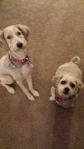 Doodle and Khloe got haircuts! They had a fun day at the doggie salon!