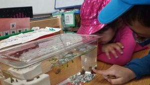 We are learning about snails!