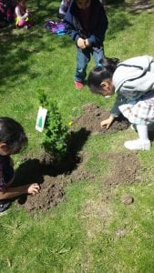 We planted a little tree!