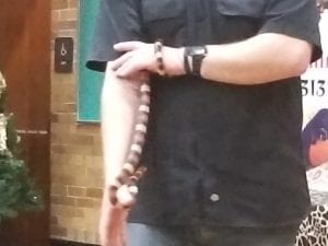We learned about snakes! This is a milk snake. It is not dangerous. But if a snake has red touching yellow... it is dangerous!