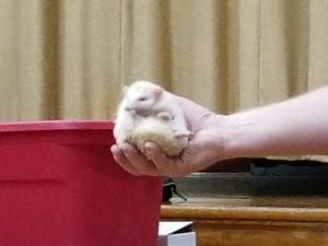 This is a hedgehog! It is so cute!