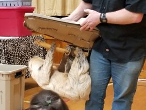We learned that a sloth is a mammal!
