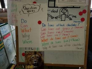 We are learning to use question words to ask questions about a topic! This week our topic is lions!