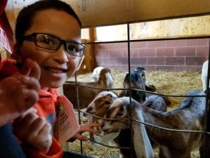 We saw little goats and big goats!