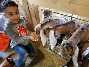 The goats were so much fun to feed!
