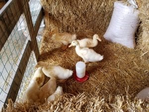 Look at the ducklings!