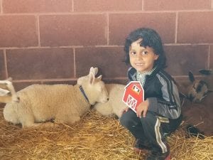 The little lambs were so cute!